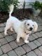 . Molly - APPROVED ADOPTER .