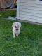 . Molly - APPROVED ADOPTER .