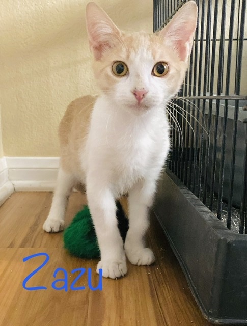 . Zazu .