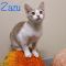 . Zazu .