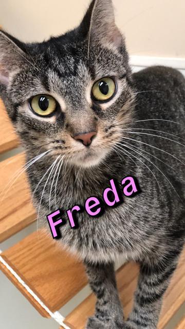 . Freda .