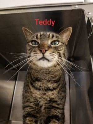 . Teddy - senior declaw .