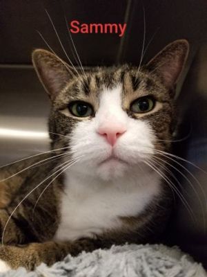 . Sammy- Senior Declaw .