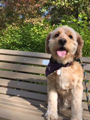 . *ADOPTION PENDING* Toby .
