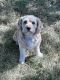 . *ADOPTION PENDING* Toby .