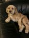 . *ADOPTION PENDING* Toby .