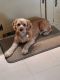 . *ADOPTION PENDING* Toby .