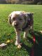 . *ADOPTION PENDING* Toby .