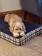 . *ADOPTION PENDING* Toby .