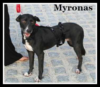 . Myronas .