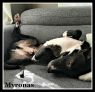 . Myronas .