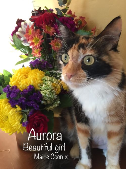 . Aurora .