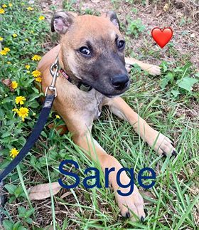 . SARGE .