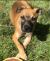 . SARGE .