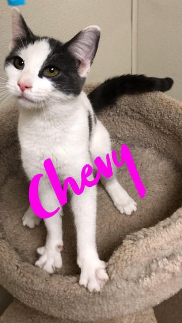 . Chevy - kitten! .
