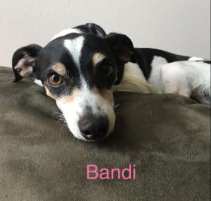. BANDI .