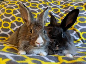 . Adore & Del Rio (bonded pair) .