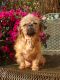 . AUDI MURPHY (a legend of kindness, strength and the ability to overcome) .