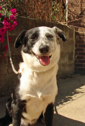 . SWEETHEART SASHA (She can SING! ) .