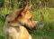 . ARROWHEAD (Goofy like a puppy, and likes to jump up on us to greet) .