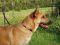 . ARROWHEAD (Goofy like a puppy, and likes to jump up on us to greet) .