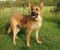 . ARROWHEAD (Goofy like a puppy, and likes to jump up on us to greet) .