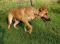 . ARROWHEAD (Goofy like a puppy, and likes to jump up on us to greet) .