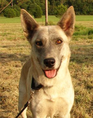 . ArrowMAIDEN and ArrowHEAD ( a bonded pair a Husky and a GSD) .