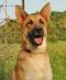. ArrowMAIDEN and ArrowHEAD ( a bonded pair a Husky and a GSD) .