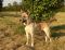 . ArrowMAIDEN and ArrowHEAD ( a bonded pair a Husky and a GSD) .