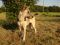 . ArrowMAIDEN and ArrowHEAD ( a bonded pair a Husky and a GSD) .