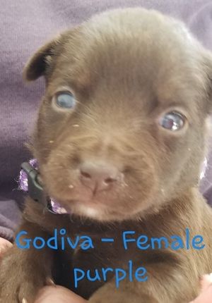 . Godiva .