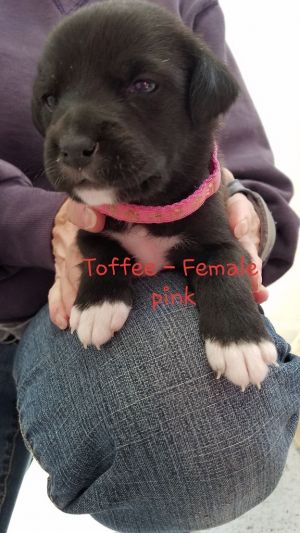 . Toffee .