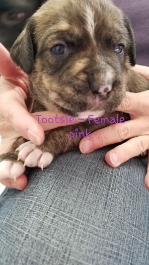 . Tootsie .