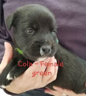 . Cola .