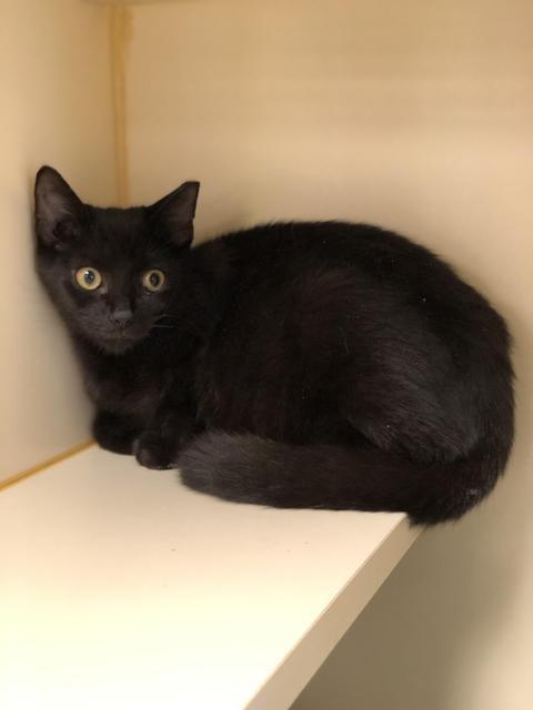. Cedric - kitten! .