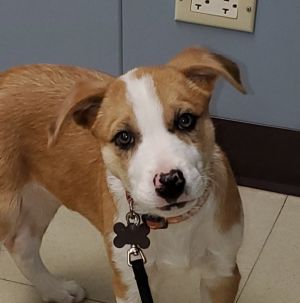Photo of Boo