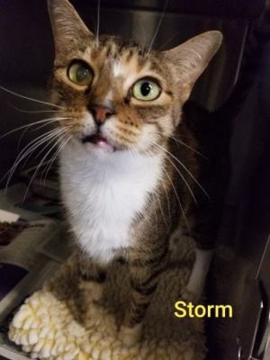 . Storm .
