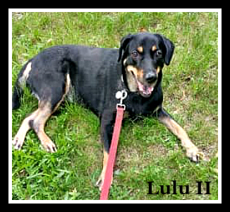 . Lulu II (Humanitarian adoption) .