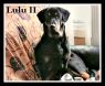 . Lulu II (Humanitarian adoption) .