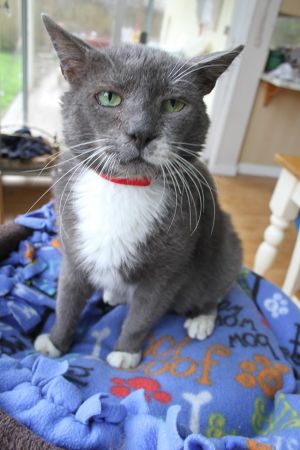 . Elmer, our special needs lover boy! .