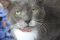 . Elmer, our special needs lover boy! .