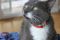 . Elmer, our special needs lover boy! .