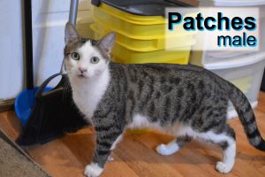. Patches .