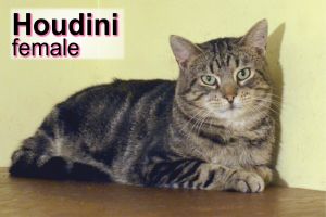 . Houdini .