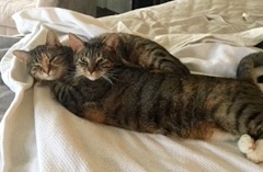 . Sugar and Spice .