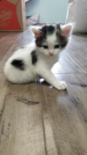 . Moo .