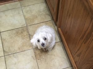 . Karey - ADOPTED 11-11-19 .