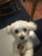. Karey - ADOPTED 11-11-19 .