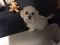 . Karey - ADOPTED 11-11-19 .